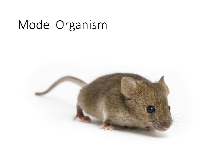 Model Organism 