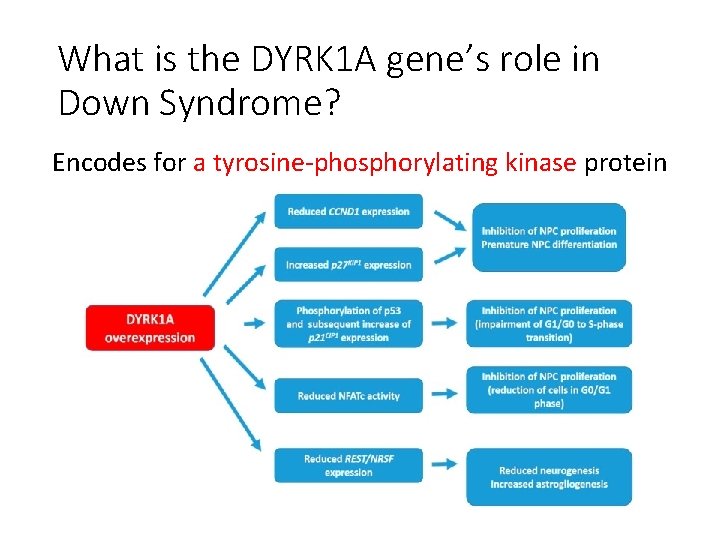 What is the DYRK 1 A gene’s role in Down Syndrome? Encodes for a