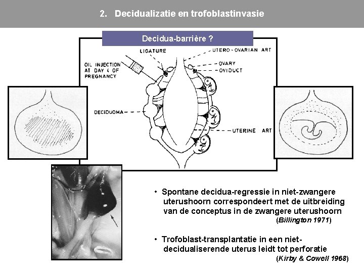 2. Decidualizatie en trofoblastinvasie Decidua-barrière ? • Spontane decidua-regressie in niet-zwangere uterushoorn correspondeert met