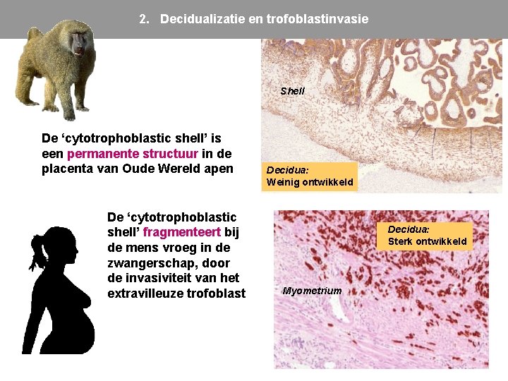 2. Decidualizatie en trofoblastinvasie Shell De ‘cytotrophoblastic shell’ is een permanente structuur in de