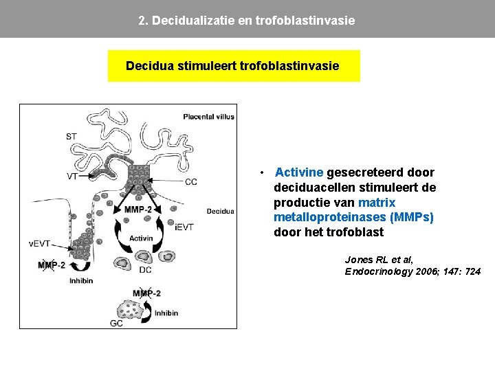 2. Decidualizatie en trofoblastinvasie Decidua stimuleert trofoblastinvasie • Activine gesecreteerd door deciduacellen stimuleert de