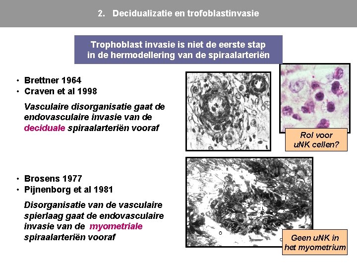 2. Decidualizatie en trofoblastinvasie Trophoblast invasie is niet de eerste stap in de hermodellering