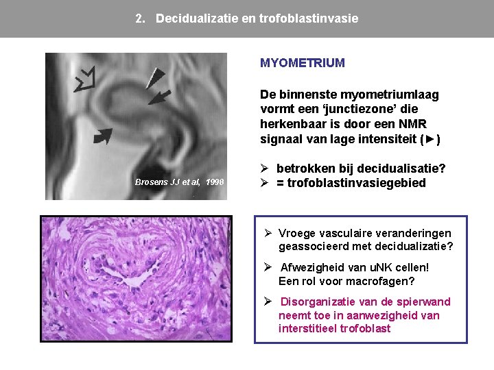 2. Decidualizatie en trofoblastinvasie MYOMETRIUM De binnenste myometriumlaag vormt een ‘junctiezone’ die herkenbaar is