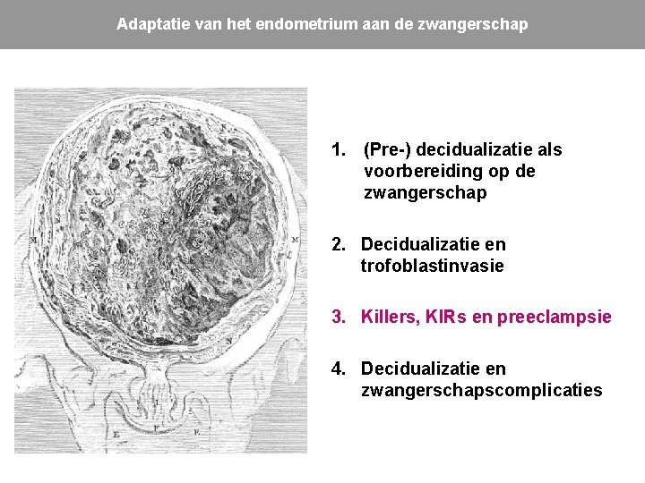 Adaptatie van het endometrium aan de zwangerschap 1. (Pre-) decidualizatie als voorbereiding op de