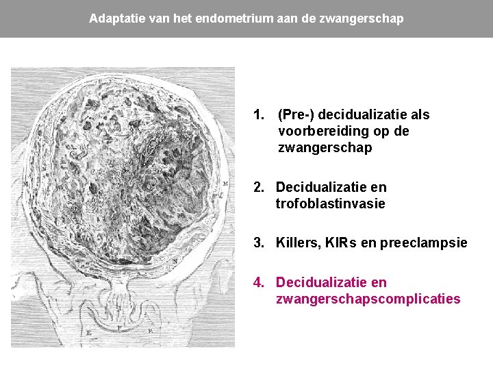 Adaptatie van het endometrium aan de zwangerschap 1. (Pre-) decidualizatie als voorbereiding op de