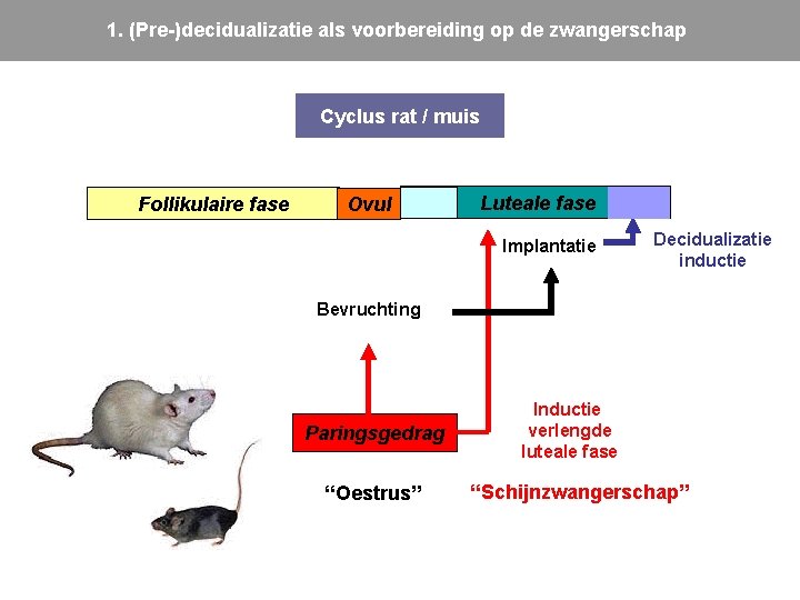1. (Pre-)decidualizatie als voorbereiding op de zwangerschap Cyclus rat / muis Follikulaire fase Ovul