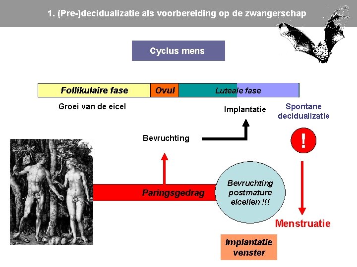 1. (Pre-)decidualizatie als voorbereiding op de zwangerschap Cyclus mens Follikulaire fase Ovul Groei van