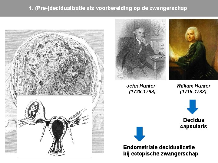 1. (Pre-)decidualizatie als voorbereiding op de zwangerschap John Hunter (1728 -1793) William Hunter (1718