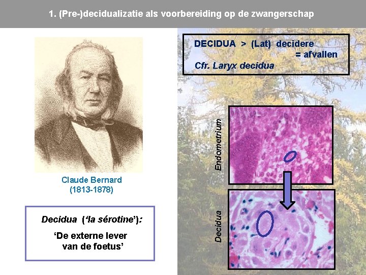 1. (Pre-)decidualizatie als voorbereiding op de zwangerschap Endometrium DECIDUA > (Lat) decidere = afvallen