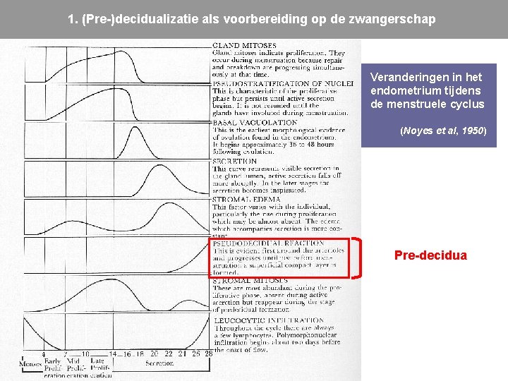 1. (Pre-)decidualizatie als voorbereiding op de zwangerschap Veranderingen in het endometrium tijdens de menstruele