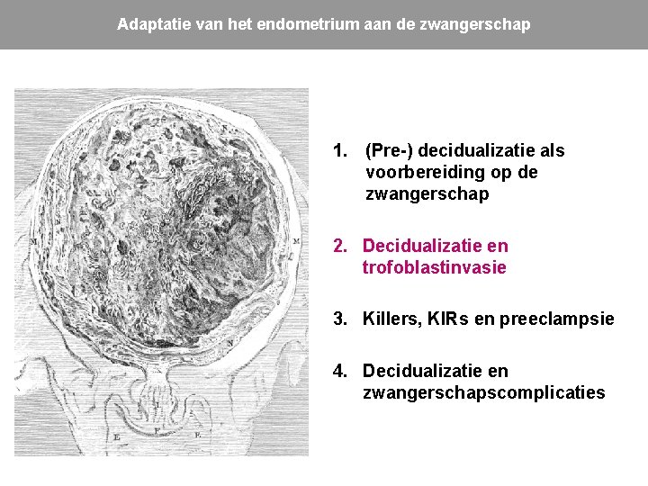 Adaptatie van het endometrium aan de zwangerschap 1. (Pre-) decidualizatie als voorbereiding op de