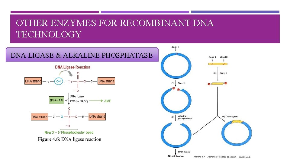 OTHER ENZYMES FOR RECOMBINANT DNA TECHNOLOGY DNA LIGASE & ALKALINE PHOSPHATASE 