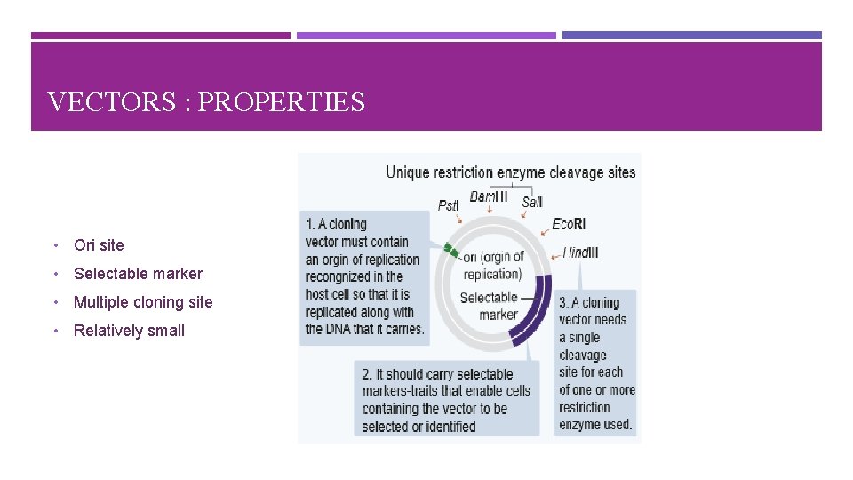 VECTORS : PROPERTIES • Ori site • Selectable marker • Multiple cloning site •