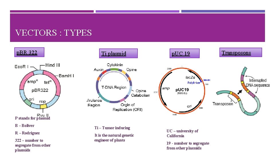 VECTORS : TYPES p. BR 322 Ti plasmid p. UC 19 P stands for