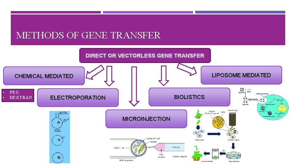METHODS OF GENE TRANSFER DIRECT OR VECTORLESS GENE TRANSFER LIPOSOME MEDIATED CHEMICAL MEDIATED •