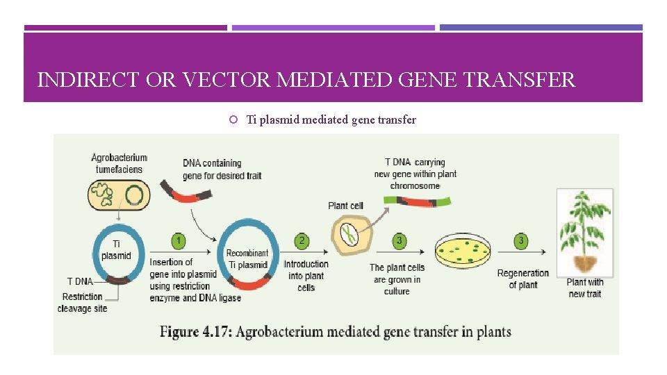 INDIRECT OR VECTOR MEDIATED GENE TRANSFER Ti plasmid mediated gene transfer 