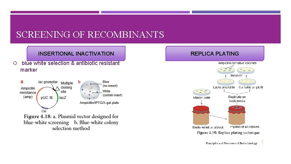 SCREENING OF RECOMBINANTS INSERTIONAL INACTIVATION blue white selection & antibiotic resistant marker REPLICA PLATING
