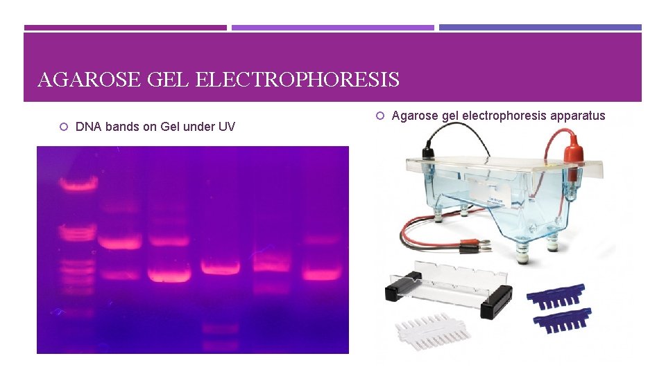AGAROSE GEL ELECTROPHORESIS DNA bands on Gel under UV Agarose gel electrophoresis apparatus 