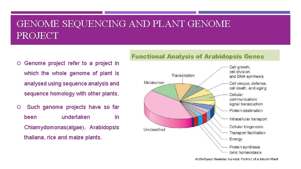 GENOME SEQUENCING AND PLANT GENOME PROJECT Genome project refer to a project in which