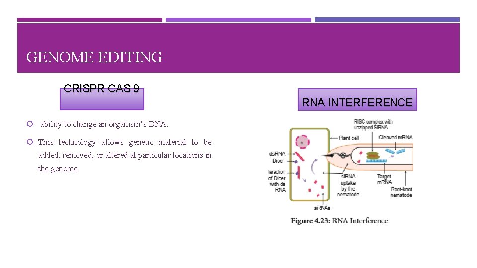 GENOME EDITING CRISPR CAS 9 RNA INTERFERENCE ability to change an organism’s DNA. This