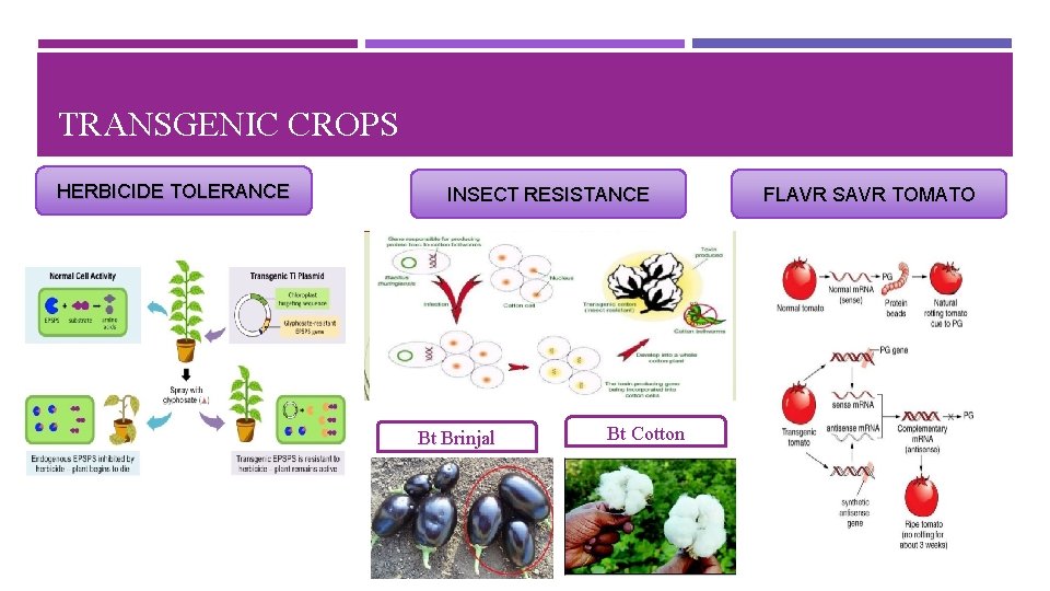 TRANSGENIC CROPS HERBICIDE TOLERANCE INSECT RESISTANCE Bt Brinjal Bt Cotton FLAVR SAVR TOMATO 
