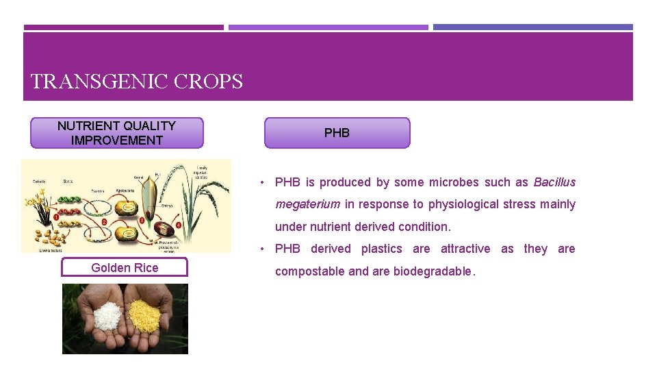 TRANSGENIC CROPS NUTRIENT QUALITY IMPROVEMENT PHB • PHB is produced by some microbes such