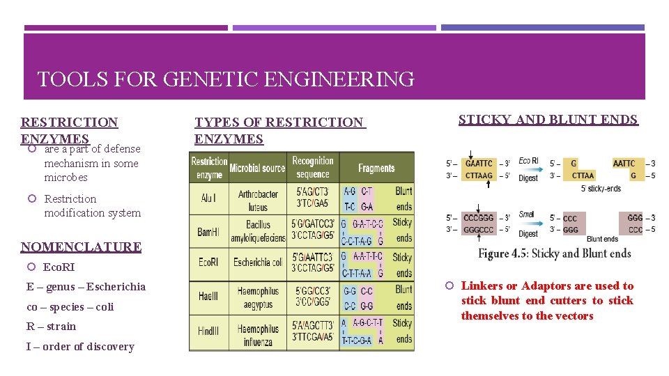 TOOLS FOR GENETIC ENGINEERING RESTRICTION ENZYMES are a part of defense TYPES OF RESTRICTION