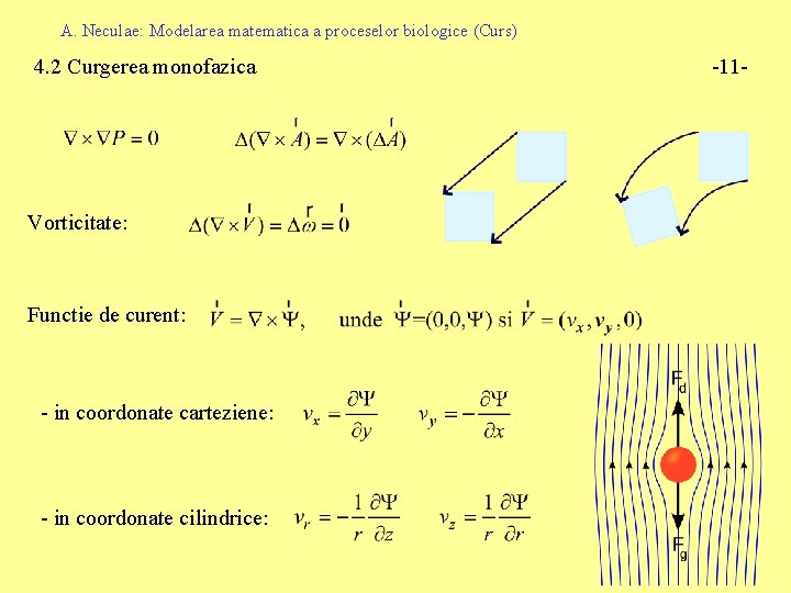 A. Neculae: Modelarea matematica a proceselor biologice (Curs) 4. 2 Curgerea monofazica Vorticitate: Functie