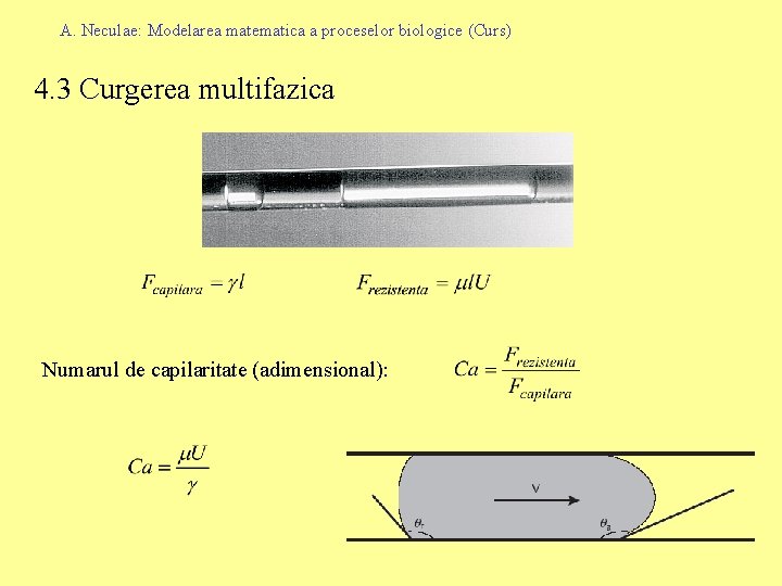 A. Neculae: Modelarea matematica a proceselor biologice (Curs) 4. 3 Curgerea multifazica Numarul de