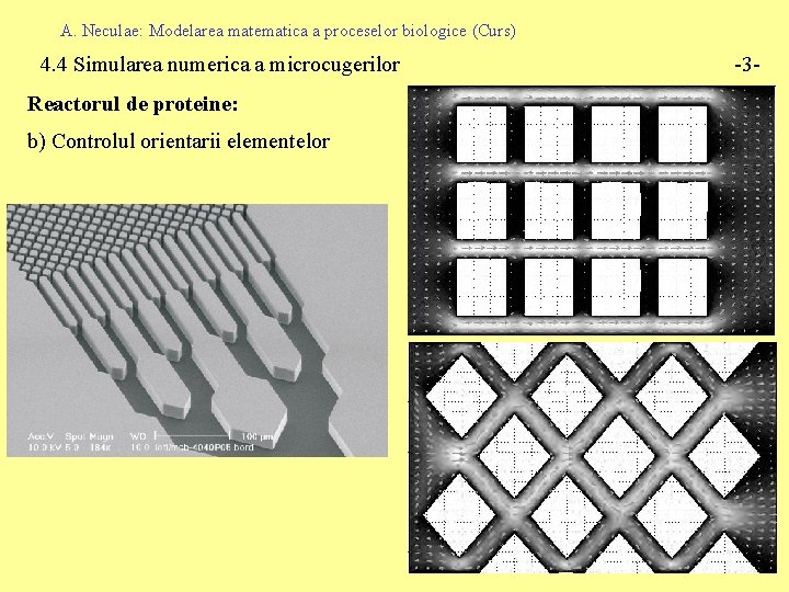 A. Neculae: Modelarea matematica a proceselor biologice (Curs) 4. 4 Simularea numerica a microcugerilor