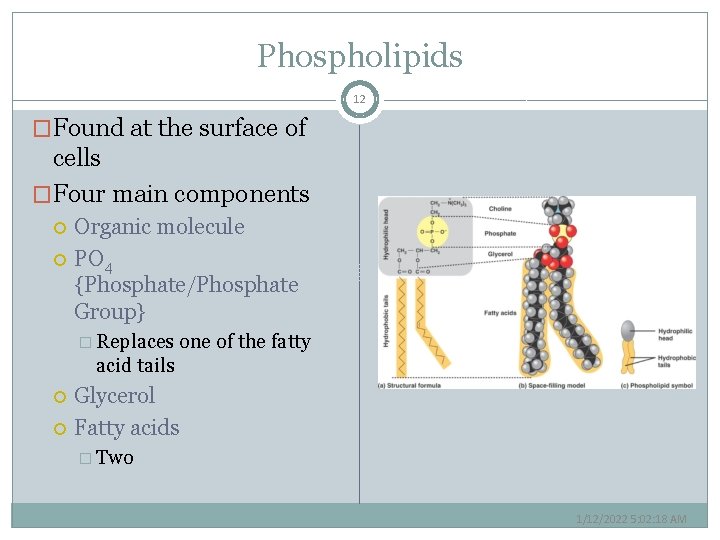 Phospholipids 12 �Found at the surface of cells �Four main components Organic molecule PO