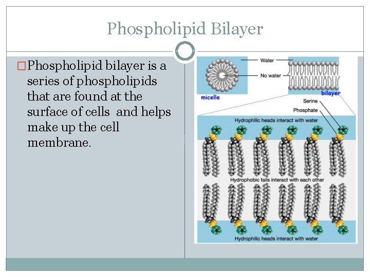 Phospholipid Bilayer �Phospholipid bilayer is a series of phospholipids that are found at the
