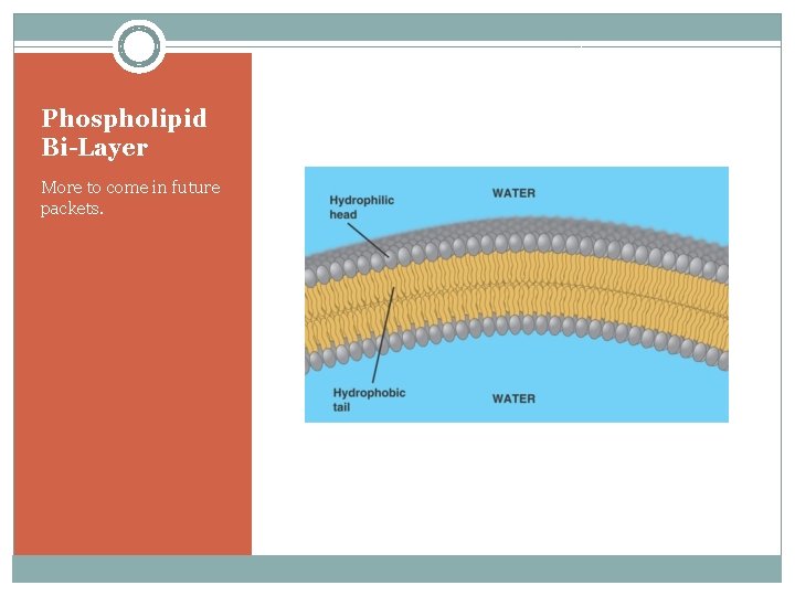 Phospholipid Bi-Layer More to come in future packets. 