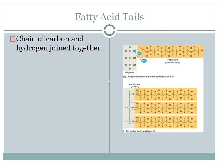 Fatty Acid Tails �Chain of carbon and hydrogen joined together. 
