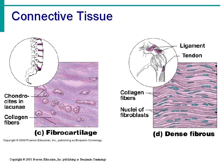Connective Tissue Copyright © 2003 Pearson Education, Inc. publishing as Benjamin Cummings 