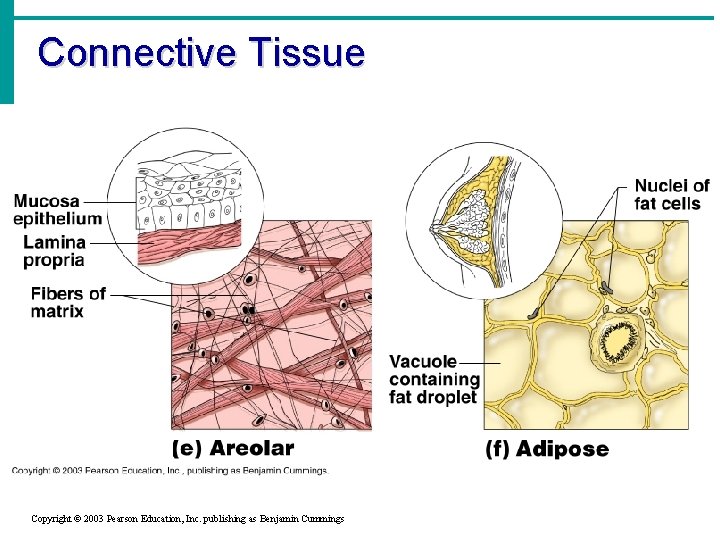 Connective Tissue Copyright © 2003 Pearson Education, Inc. publishing as Benjamin Cummings 