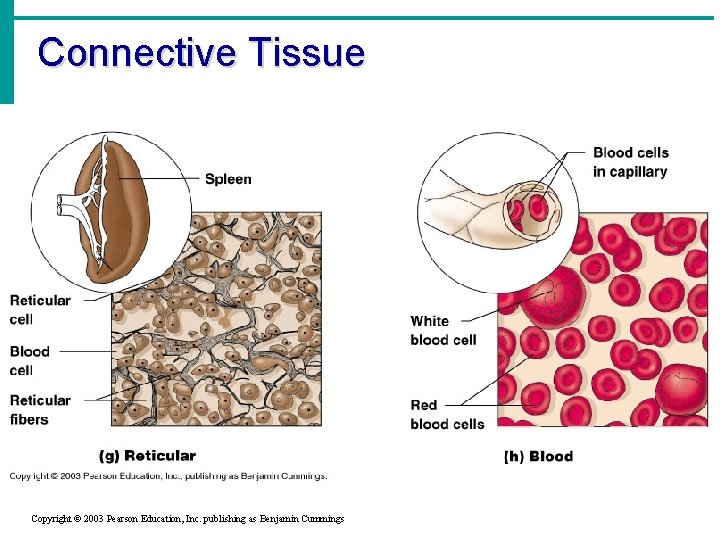 Connective Tissue Copyright © 2003 Pearson Education, Inc. publishing as Benjamin Cummings 