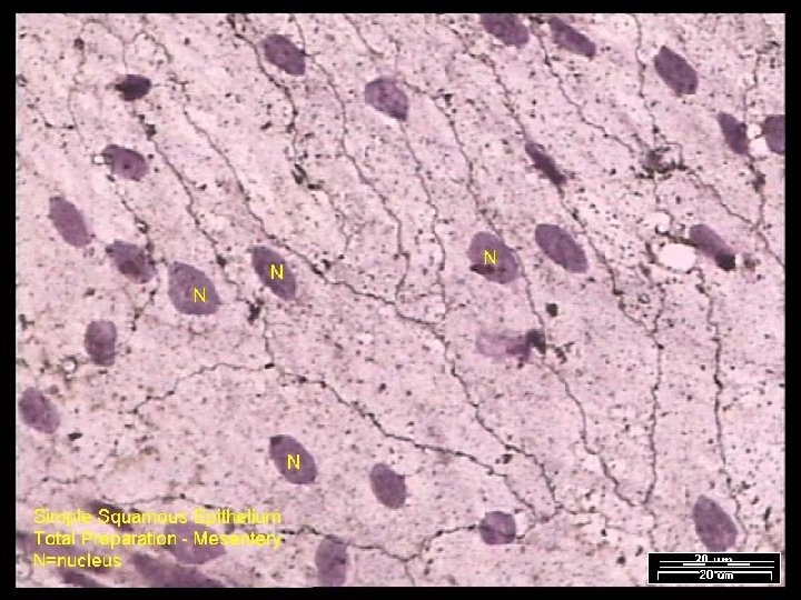Name That Tissue! Copyright © 2003 Pearson Education, Inc. publishing as Benjamin Cummings Slide