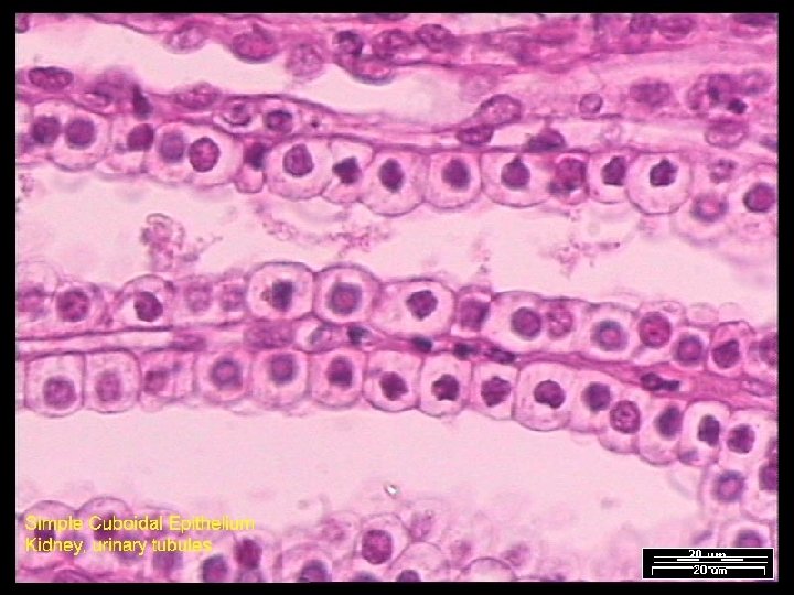 Name That Tissue! Copyright © 2003 Pearson Education, Inc. publishing as Benjamin Cummings Slide