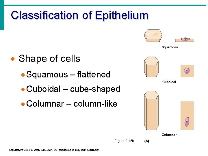 Classification of Epithelium · Shape of cells · Squamous – flattened · Cuboidal –