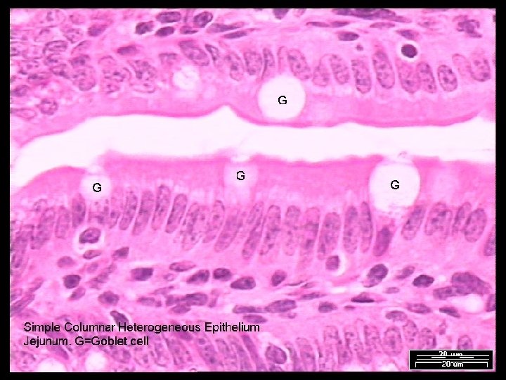 Name That Tissue! Copyright © 2003 Pearson Education, Inc. publishing as Benjamin Cummings Slide