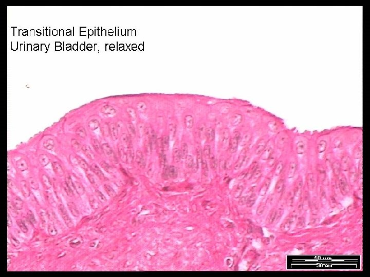 Name That Tissue! Copyright © 2003 Pearson Education, Inc. publishing as Benjamin Cummings Slide