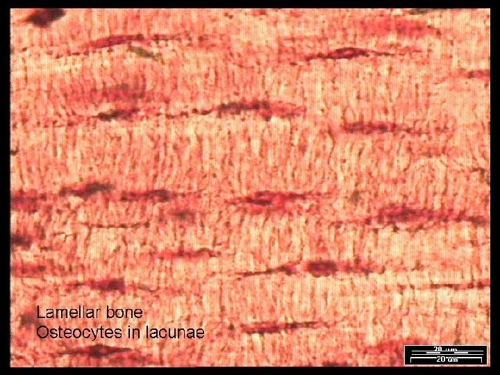Name That Tissue! Copyright © 2003 Pearson Education, Inc. publishing as Benjamin Cummings Slide
