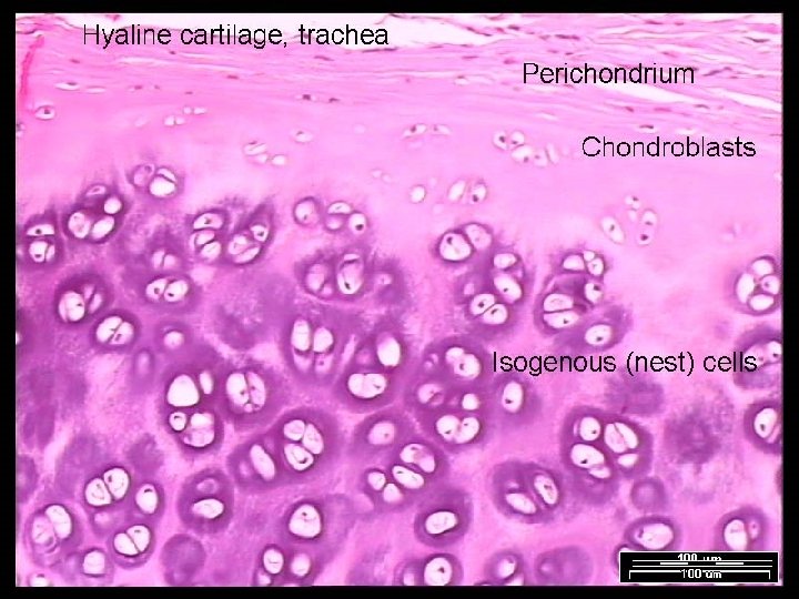 Name That Tissue! Copyright © 2003 Pearson Education, Inc. publishing as Benjamin Cummings Slide