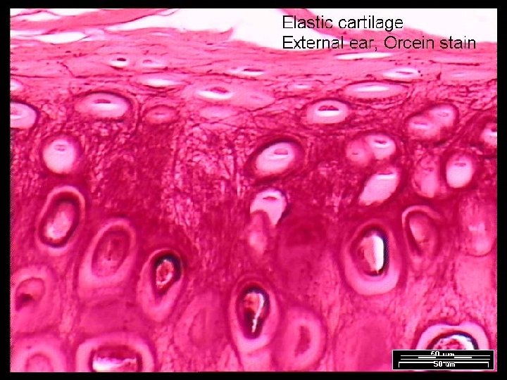 Name That Tissue! Copyright © 2003 Pearson Education, Inc. publishing as Benjamin Cummings Slide