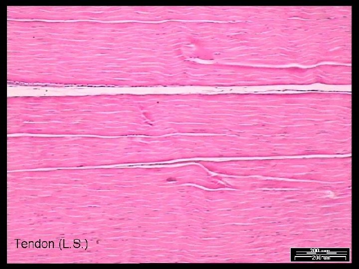 Name That Tissue! Copyright © 2003 Pearson Education, Inc. publishing as Benjamin Cummings Slide