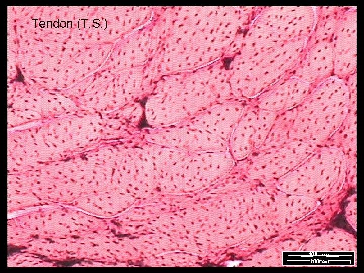 Name That Tissue! Copyright © 2003 Pearson Education, Inc. publishing as Benjamin Cummings Slide