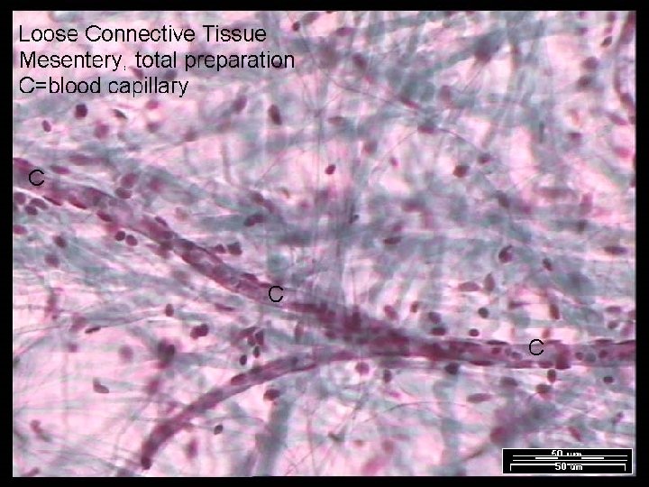 Name That Tissue! Copyright © 2003 Pearson Education, Inc. publishing as Benjamin Cummings Slide