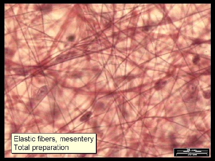 Name That Tissue! Copyright © 2003 Pearson Education, Inc. publishing as Benjamin Cummings Slide