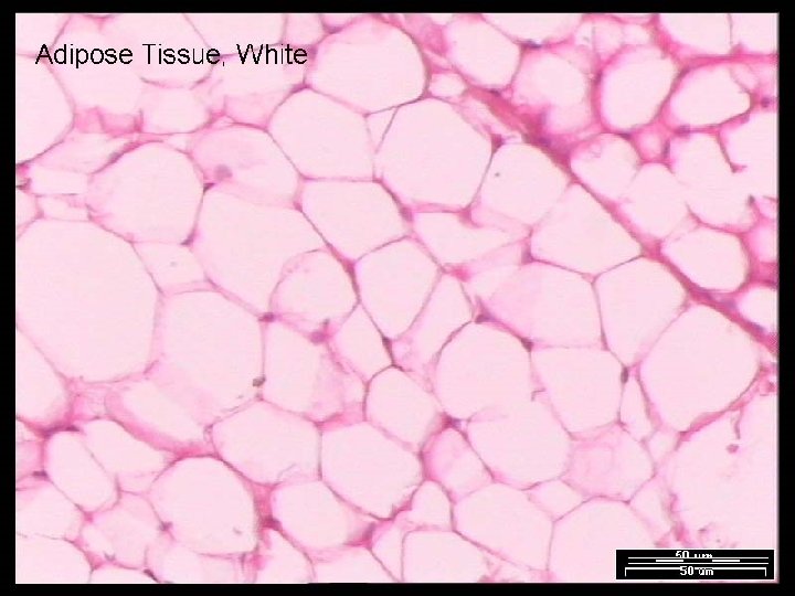 Name That Tissue! Copyright © 2003 Pearson Education, Inc. publishing as Benjamin Cummings Slide
